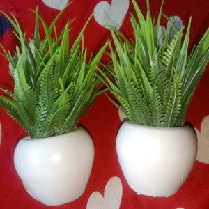 African Plant Pack Of 2