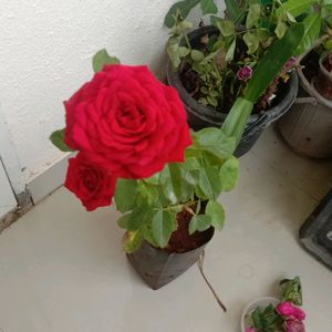 Rose Plant