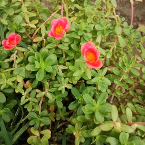 Portulaca Plant