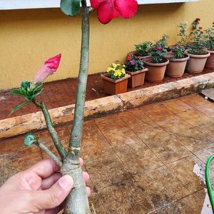 Adenium plant 2