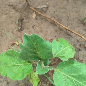 Brinjal And Flower Plant Combo 2