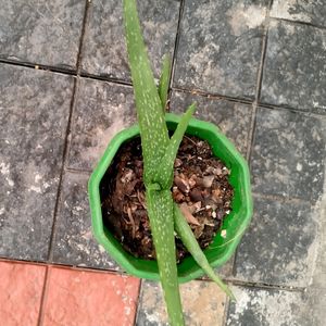 Aloe Vera Plants