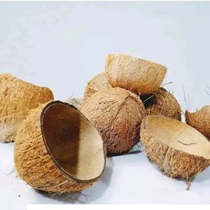 Coconut Shell with 2 Pieces 160rs