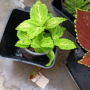 Coleus Cutting