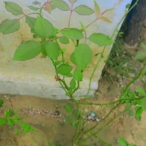 Pack Of 5 Red Gulab 🌹 Plant