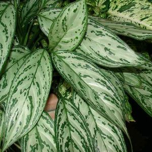 5 Rare Variety Of Algonema