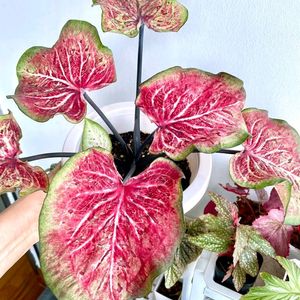 Caladium I'd-Dragon Flame