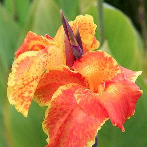 Canna Lily Yellow Oeange Plant