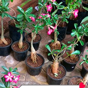 Adenium Plant+ Areca Palm Plant Well Rooted