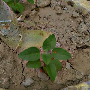 Tulsi Plant ☘️