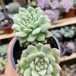 Live Plant Succulent