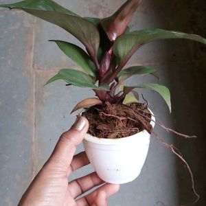 Philodendron Apple Live Plant