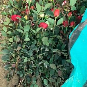 Rose Plant 3 Offer Price