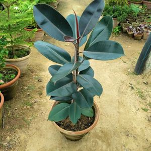 Rubber Plant (indoor & outdoor)