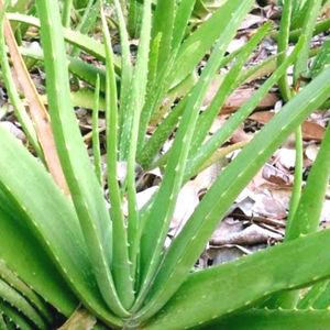 Real Aloevera Plants