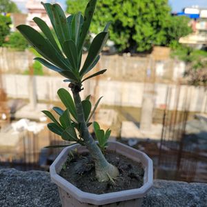 Adenium