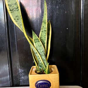 Sanseveria Snake Plant