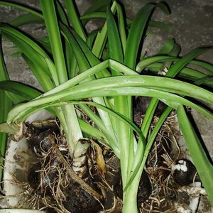 Starlily Flowering Plant Bulbs