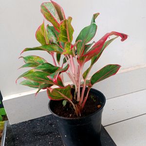 Aglonema red Lipstick Plant