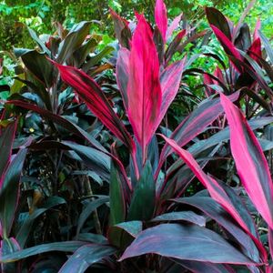 Cordyline Fruticosa Mother Plant