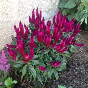 5 FLOWERING PLANT COMBO