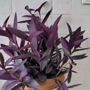 Purple 💜 Vine Plant