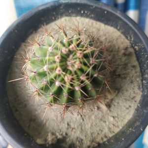 Price Drop -Cactus With Free Pot