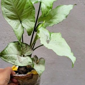 Evergreen Arrowhead Plant 🌵
