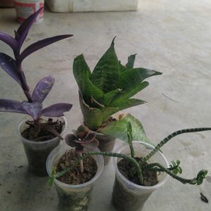 Combo Of 4 Plant