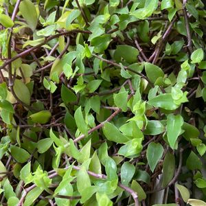 Turtle Vine And Tangled Heart Plant