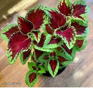 Coleus Red Green plant