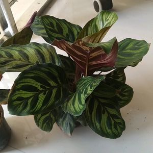 Combo Calathia Live Plant