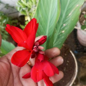 Red Canna Lilly Sapling