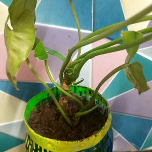 DIY Pot & Philodendron  Plant