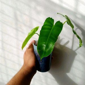 Philodendron Burll Max Mature Plant