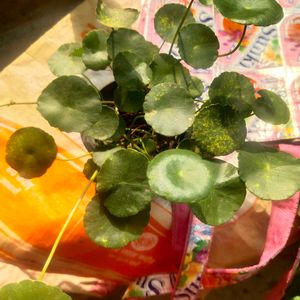 Brahmi Coin Plant ( Panny Worth ) Full Pot