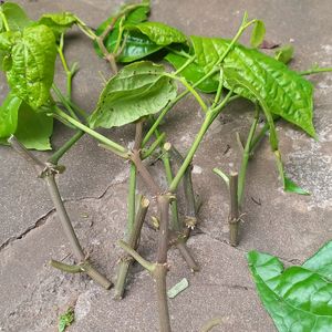 Combo Medicinal Plants Comb