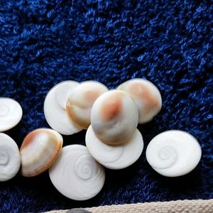 Original Lakshmi Gomati Chakra 21 Pcs Pujan Stones