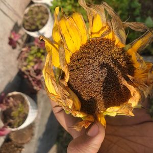 One Flower Of Sunflower (70-80 Seed )