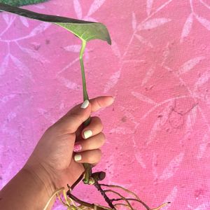 Monstera deliciosa, the Swiss cheese plant