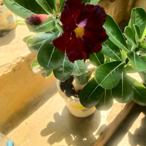 Adenium Desert Roz Mock Azaliya