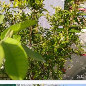 Guava Plants Desi