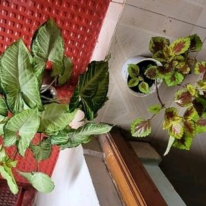 Set 2 Arrowhead & Coleus Plants & Pot