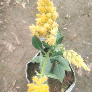 Celosia Plumosa Forest Fire Dwarf Flower