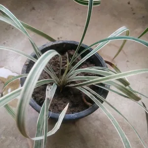 Combo Of 4 Variety Spider Plant With Root