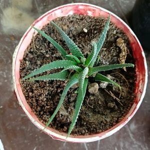 Live Haworthia (Zebra Cactus)