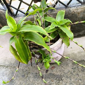 Basket Plant Green