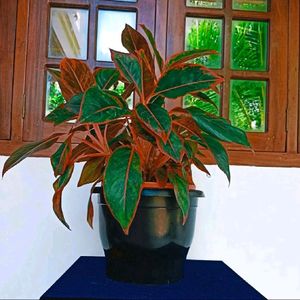 Chinese Evergreen