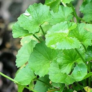 Centella asiatica Plant Shapling.