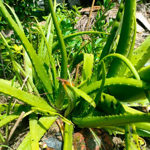 Natural Aloe vera Leaves (Not Plant)